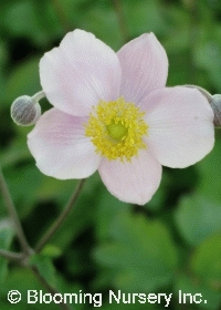 Anemone hupehensis 'September Charm'